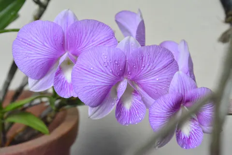 Tapeta Orchidea 4K · flowers · 3840×2560
