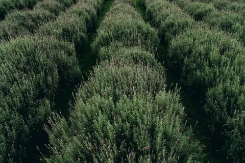 Fondo de pantalla Campo de lavanda 4K · flowers · 3840×2561