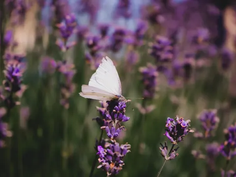 라벤더 밭 4K 배경화면 · flowers · 3840×2882