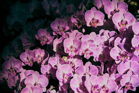 Sfondo Orchidea 4K · flowers · 3840×2560