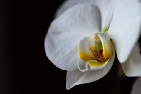 Tapeta Orchidea 4K · flowers · 3840×2553