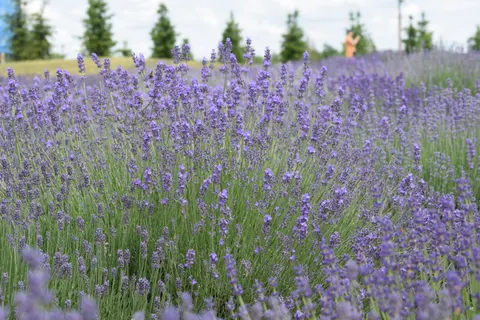 Lavendelfeld 4K Hintergrundbild · flowers · 3840×2560