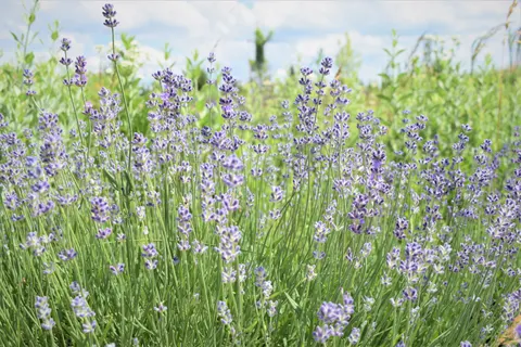 Lavender Field 4K Wallpaper · flowers · 3840×2560
