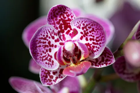 Wallpaper Anggrek 4K · flowers · 3840×2561