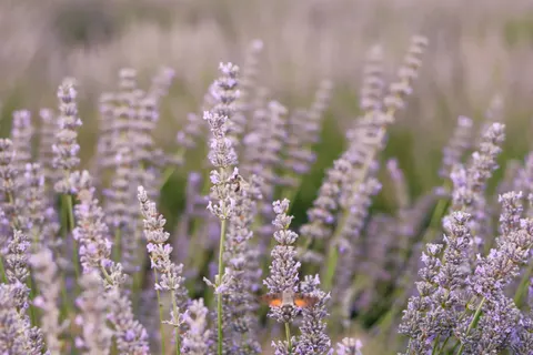 라벤더 밭 4K 배경화면 · flowers · 3840×2560