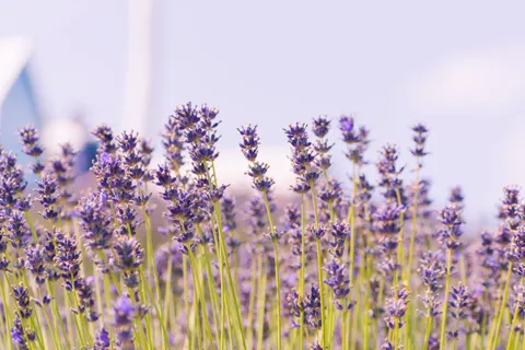 Lavendelfeld 4K Hintergrundbild · flowers · 3840×2560