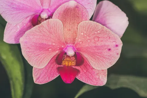 Tapeta Orchidea 4K · flowers · 3840×2560