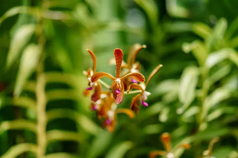 Orchid 4K Wallpaper · flowers · 3840×2560