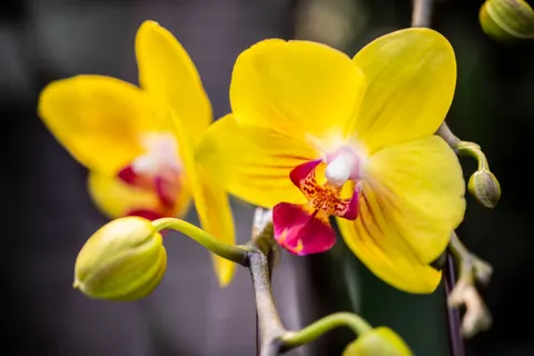 Orchid 4K Wallpaper · flowers · 3840×2560
