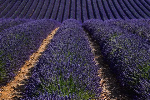 Lavendelfeld 4K Hintergrundbild · flowers · 3840×2560