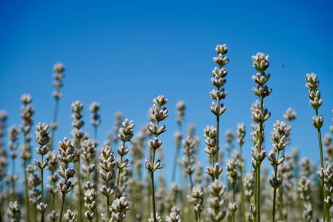 Lavender Field 4K Wallpaper · flowers · 3840×2560