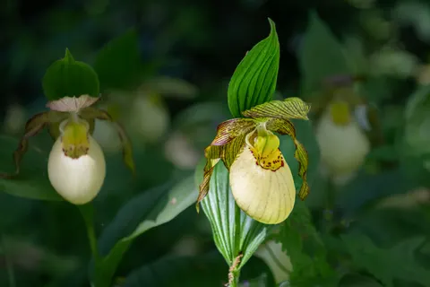 Hình nền Hoa Lan 4K · flowers · 3840×2560