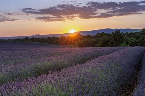 Fond d'écran Champ de lavande 4K · flowers · 3840×2560