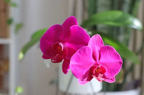 Tapeta Orchidea 4K · flowers · 3840×2548