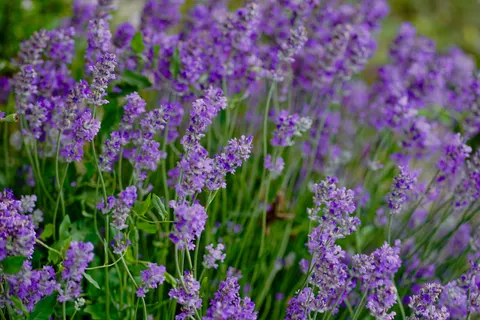 Обои Лавандовое поле 4K · flowers · 3840×2560