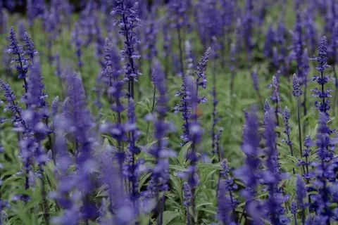 라벤더 밭 4K 배경화면 · flowers · 3840×2560