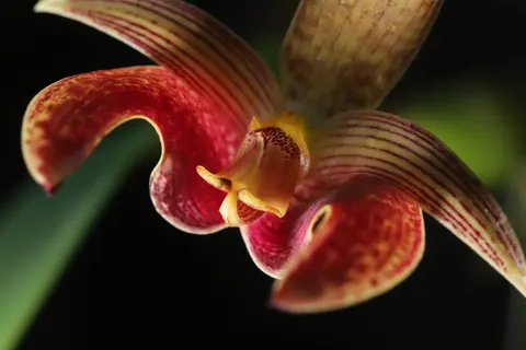 Tapeta Orchidea 4K · flowers · 3840×2560