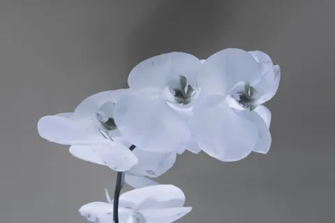 Wallpaper Anggrek 4K · flowers · 3840×2560