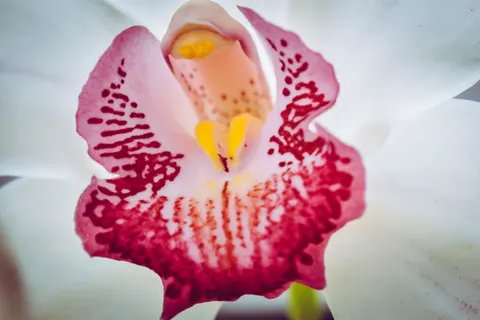 Wallpaper Anggrek 4K · flowers · 3840×2560