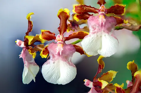 Tapeta Orchidea 4K · flowers · 3840×2540