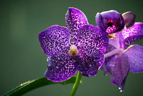 Tapeta Orchidea 4K · flowers · 3840×2595