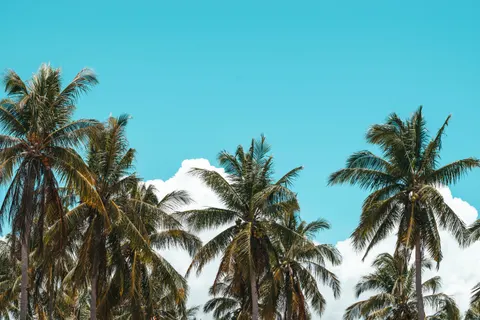 Tropical Paradise 4K Wallpaper · tropical · 3840×2560