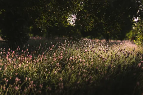 라벤더 밭 4K 배경화면 · flowers · 3840×2560