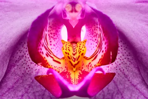 Tapeta Orchidea 4K · flowers · 3840×2561