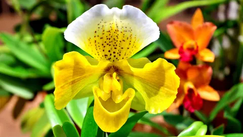 Tapeta Orchidea 4K · flowers · 3840×2160