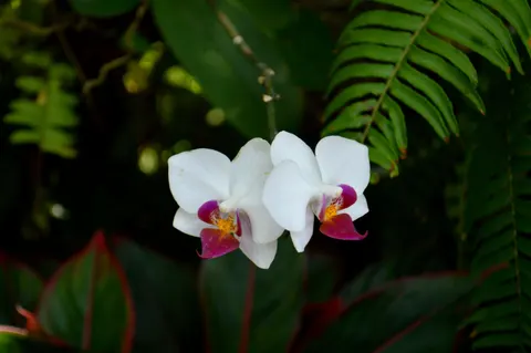 Orchid 4K Wallpaper · flowers · 3840×2553