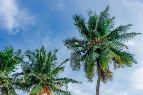 Hình nền Hàng Dừa Nhiệt Đới 4K · tropical · 3840×2560