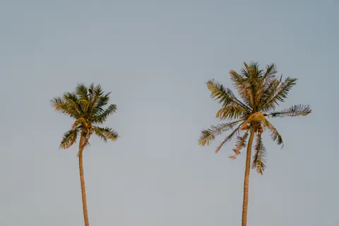 Palm Trees 4K Wallpaper · tropical · 3840×2560