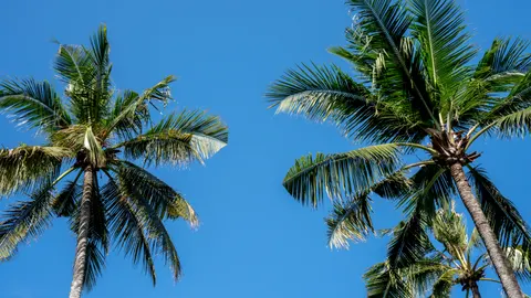 Palm Trees 4K Wallpaper · tropical · 3840×2161