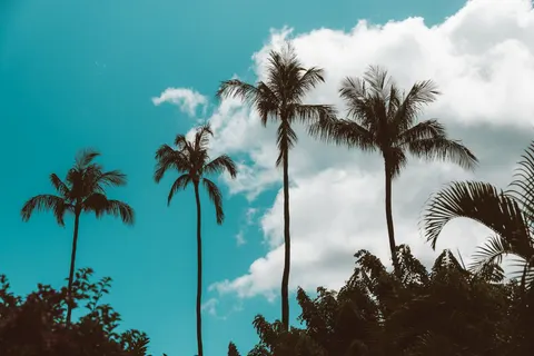 Palm Trees 4K Wallpaper · tropical · 3840×2560