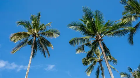 Fondo de pantalla Palmeras 4K · tropical · 3840×2161