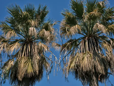 Palm Trees 4K Wallpaper · tropical · 3840×2880