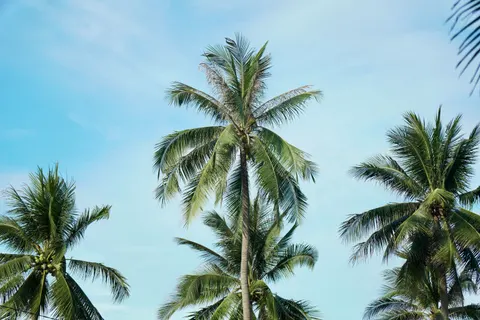 Palmen 4K Hintergrundbild · tropical · 3840×2560