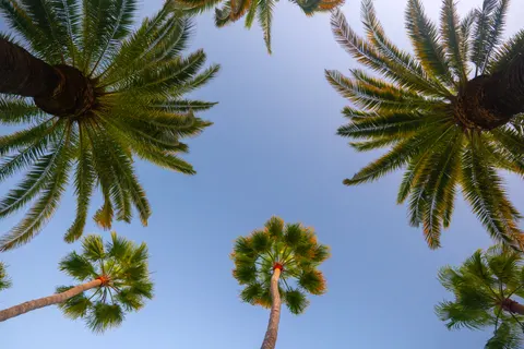 Palmen 4K Hintergrundbild · tropical · 3840×2560