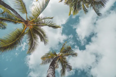 Palm Trees 4K Wallpaper · tropical · 3840×2560