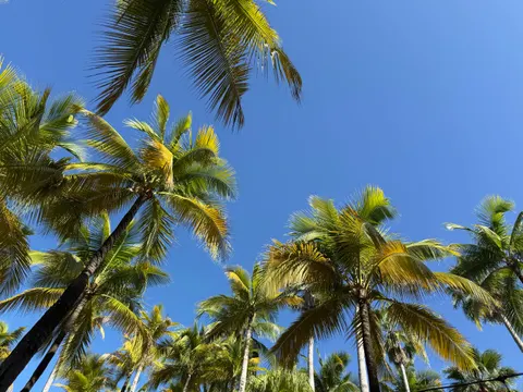 야자수 4K 배경화면 · tropical · 3840×2880