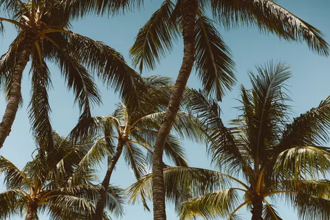 Palm Trees 4K Wallpaper · tropical · 3840×2560