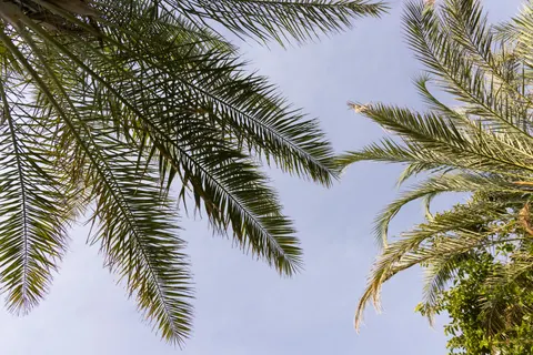 Palm Trees 4K Wallpaper · tropical · 3840×2561