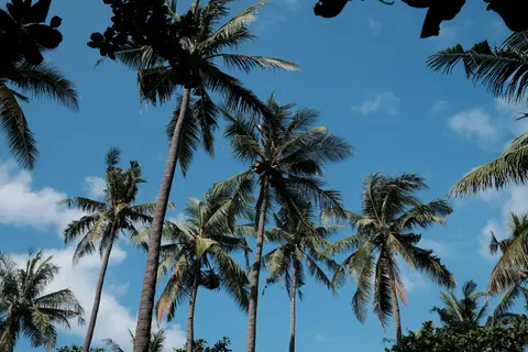 Palm Trees 4K Wallpaper · tropical · 3840×2560