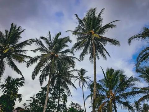 Palmen 4K Hintergrundbild · tropical · 3840×2880