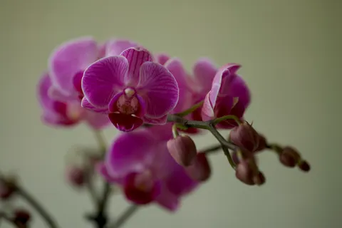 Orchid 4K Wallpaper · flowers · 3840×2560