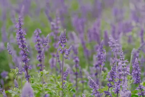 Fond d'écran Champ de lavande 4K · flowers · 3840×2560