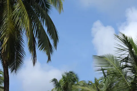 Palmen 4K Hintergrundbild · tropical · 3840×2560