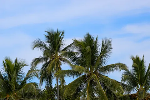 Palmen 4K Hintergrundbild · tropical · 3840×2563