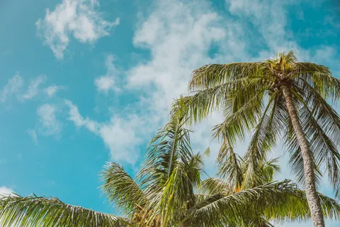 Palmen 4K Hintergrundbild · tropical · 3840×2560
