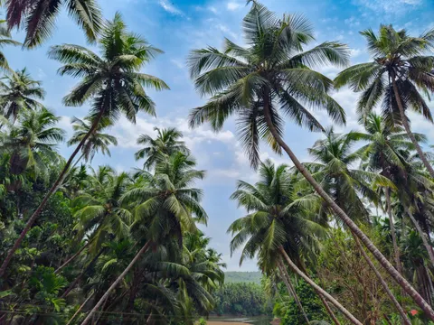 Palm Trees 4K Wallpaper · tropical · 3840×2880